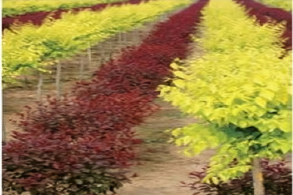 ��ľ�O(ji��n)��